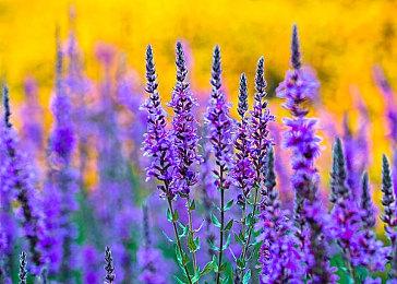 即将推出的《钢铁侠》《黑豹》是漫威游戏大潮之始